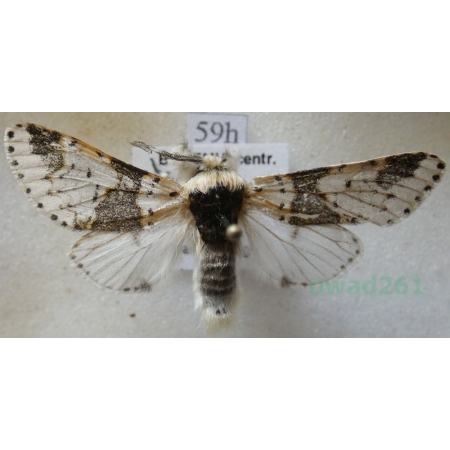 Furcula bicuspis (Borkhausen, 1790) male Widłogonka dwurożka Poland100e